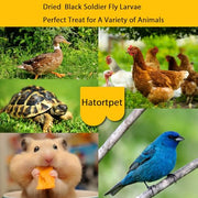 Dried Black Soldier Fly Larvae 10LB Treats for Chicken Wild Birds Ducks | Pure Natural, NON-GMO, Black Soldier Fly Larvae