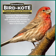 Pennington Select Safflower Seed 15 lb Bag | Bird Seeds for Outside Wild Birds, Enriched with Vitamins and Nutrients, Works in Hopper, Gazebo and Tube Feeders