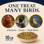 Classic Flock 10LB Dried Black Soldier Fly Larvae for Chickens High Calcium