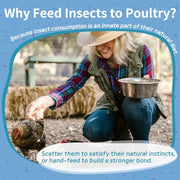 OHNAME 10LB Dried Black Soldier Fly Larvae for Chickens | Factory Direct-No Middle Man, 4% Calcium for Strong Eggshells, 43% Protein Natural Treats for Vibrant Feathers