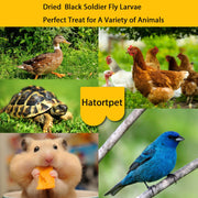 Dried Black Soldier Fly Larvae 10LB Treats for Chicken Wild Birds Ducks | Pure Natural, NON-GMO, Black Soldier Fly Larvae