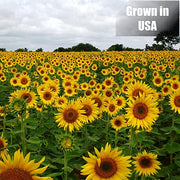 Old Potters Wildlife Black Oil Sunflower Seeds, 12 lbs | For Birds and Wildlife, Non-GMO, USA Grown on Small Farms