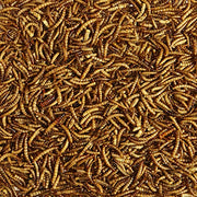 Kaytee Wild Bird Food Mealworms For Bluebirds, Wrens, Robins, Chickadees, Woodpeckers, Cardinals & Chickens, 17.6 Ounce