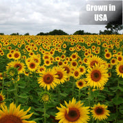 Old Potters Wildlife Black Oil Sunflower Seeds, 12 lbs | For Birds and Wildlife, Non-GMO, USA Grown on Small Farms