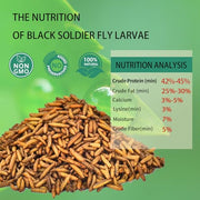 Dried Black Soldier Fly Larvae 10LB Treats for Chicken Wild Birds Ducks | Pure Natural, NON-GMO, Black Soldier Fly Larvae